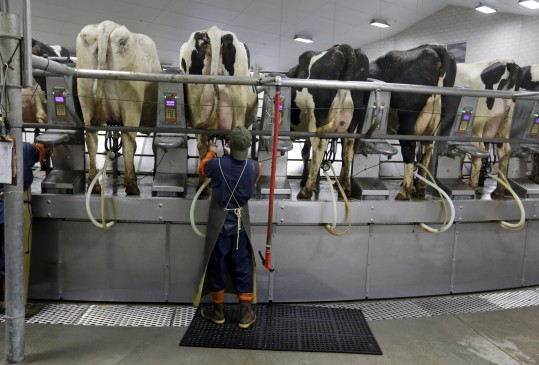 Ordenha mecânica de vacas em fazenda da Coca-Cola (AP)