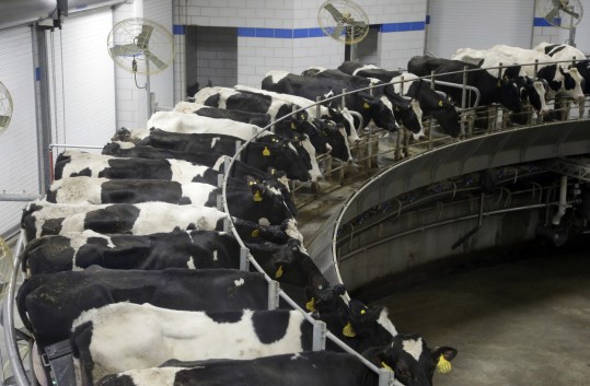 Vacas ordenhadas mecanicamente na fazenda Fair Oaks para a nova marca Fairlife, da Coca-Cola (Foto: AP)