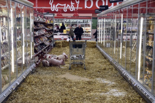 Porcos foram soltos na seção de carne suína de supermercado em Rennes, na França (AFP)