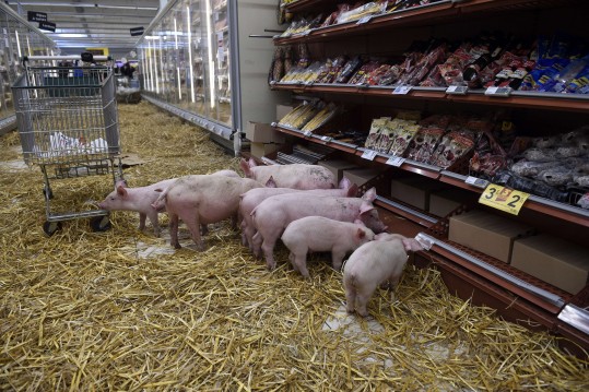 Porcos foram soltos na seção de carne suína de supermercado em Rennes, na França (AFP)